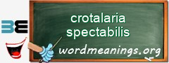 WordMeaning blackboard for crotalaria spectabilis